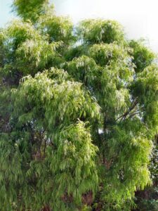 Agonis 'Lemon and Lime'