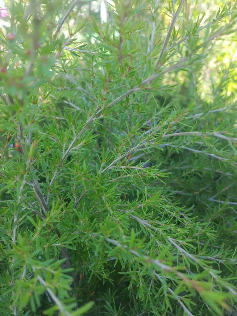 Close-up of dense green Leptospermum 'Cardwell' Tea Tree 10" Pot bush with slender leaves, sunlight filtering through, and subtle hints of red berries hidden among the branches.