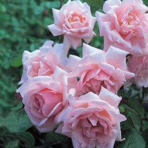 A cluster of 'New Dawn' pale pink roses from the Rose 'New Dawn' Climber blooms beautifully amid the lush green leaves, showcasing the elegance of this climber.
