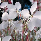 Geyser White Gaura