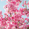 Blooming teeny tiny weeping cherry blossoms against a clear blue sky.