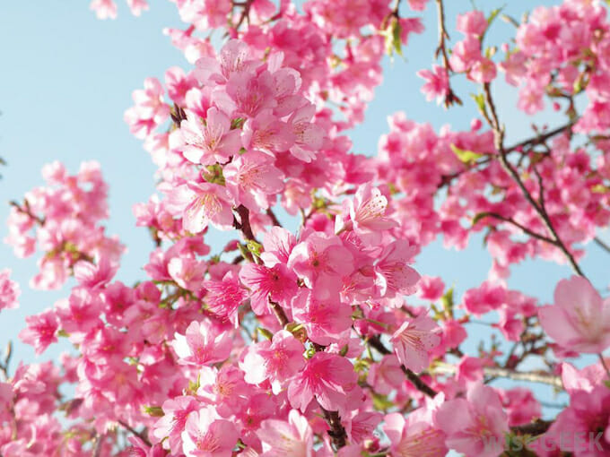 Feature image Blooming teeny tiny weeping cherry blossoms against a clear blue sky.