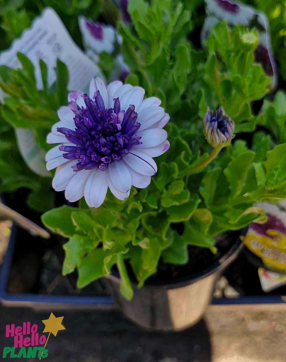 An Osteospermum '3D Blueberry' African Daisy, with purple and white blooms, grows amidst green leaves in a black pot. A label is partially visible in the background.