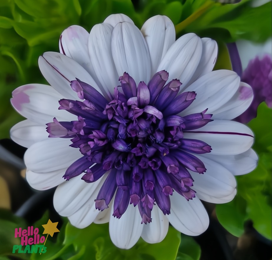 Close-up of Osteospermum '3D Blueberry' African Daisy from a 6" pot, featuring a spiky purple center surrounded by white petals with purple tips, set against vibrant green leaves.