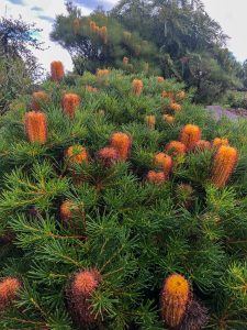 A dense shrub with elongated, cylindrical orange flowers and dark green needle-like leaves in a 6" pot, complemented by nearby Lavandula Javelin Forte 'Deep Purple' Lavender 6" Pot.