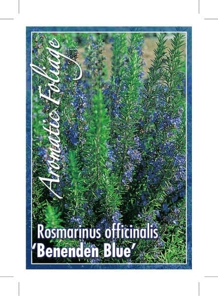 A close-up of a 'Benenden Blue' rosemary (Rosmarinus officinalis) plant with purple flowers and lush green foliage. Text overlay reads "Rosmarinus 'Benenden Blue' Rosemary 6" Pot".