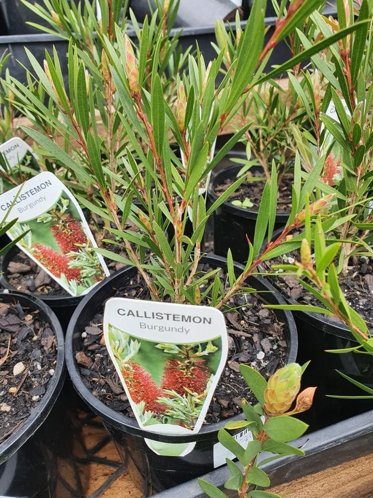 Potted Callistemon 'Burgundy' Bottlebrush 6" Pot, with labels depicting vibrant red bottlebrush flowers.
