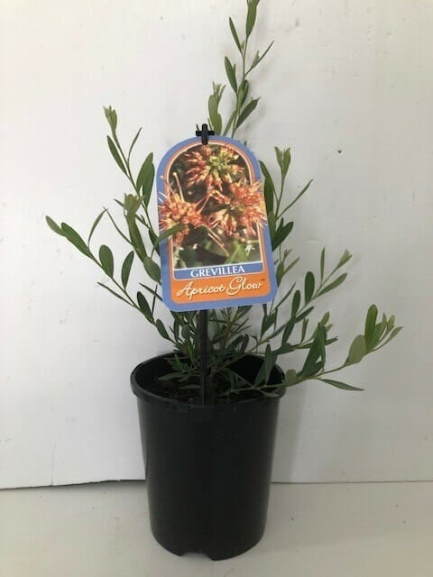 Grevillea 'Apricot Glow' 6" Pot plant, with an informational tag depicting blossoms, against a plain white background.