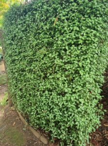 A neatly trimmed Pittosporum 'Wonder Screen' hedge with small leaves creates a dense corner boundary in the outdoor garden.