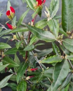 The Gastrolobium 'Swan River Pea' displays elongated green leaves and multiple small red buds, photographed outdoors with a dark mesh backdrop.