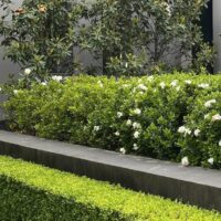 Layered garden with Little Gem Magnolia, Gardenia magnifica and a Japanese Box hedge