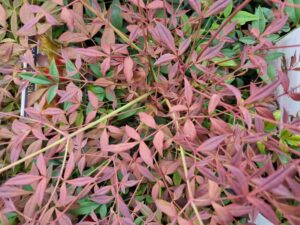 A close-up shows dense foliage with overlapping reddish-brown and green lance-shaped leaves of Nandina 'Obsession™'.