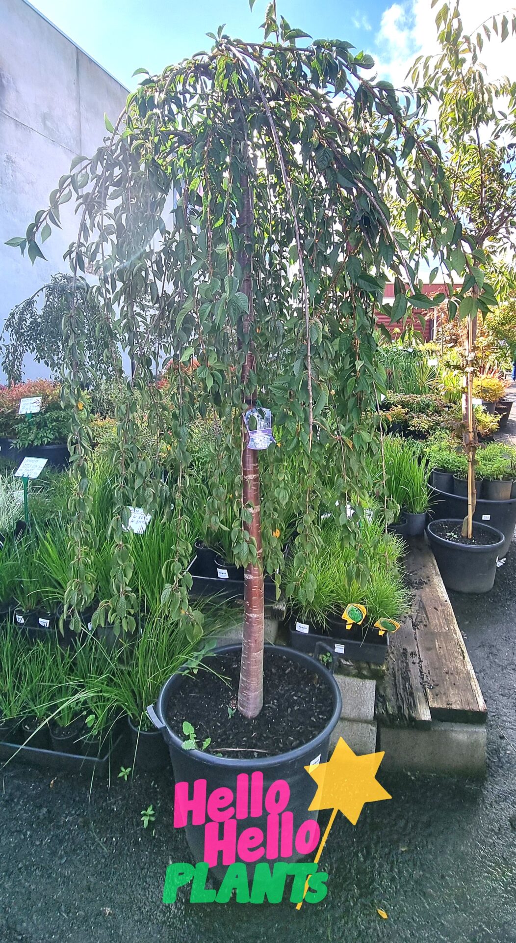 Prunus 'Falling Snow' Weeping Cherry 1.8m 24" Pot