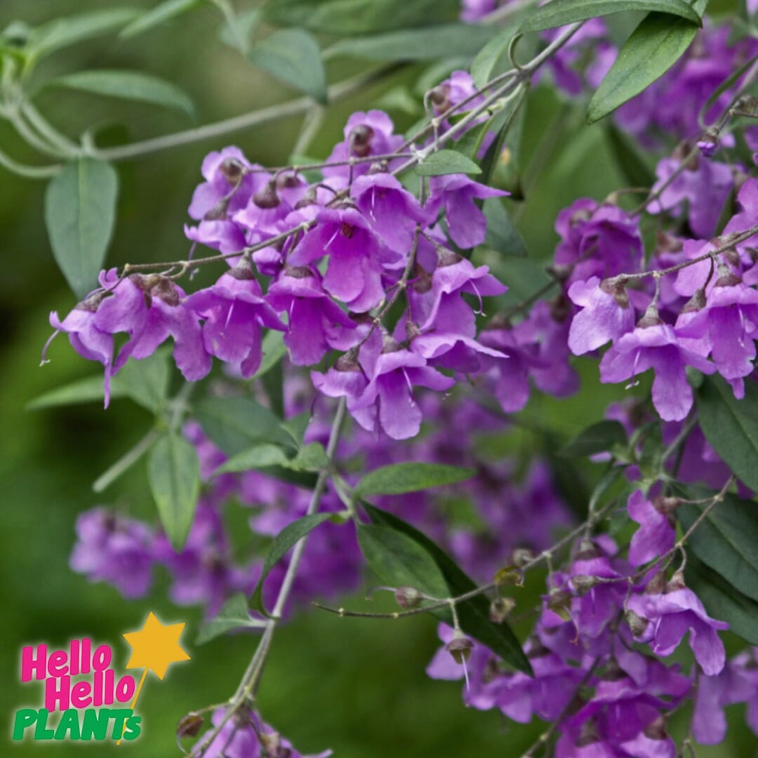 Hello Hello Plants Nursery Campbellfield Melbourne Victoria Australia Prostanthera ovalifolia Mint Bush Flower