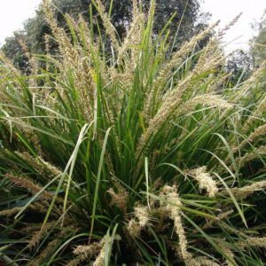 The Lomandra 'Katrinus Deluxe' PBR 6" Pot features dense green grass with tall, narrow leaves and sporadic beige flower clusters. Set against a backdrop of dark foliage and a partly cloudy sky, it adds elegance to any landscape.
