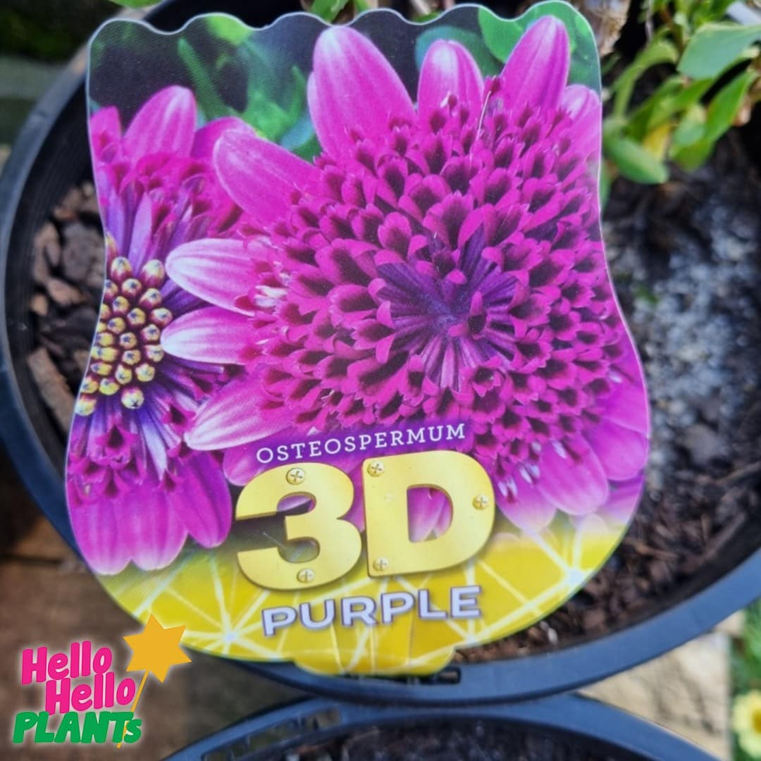 Osteospermum '3D Purple' African Daisy 6" Pot