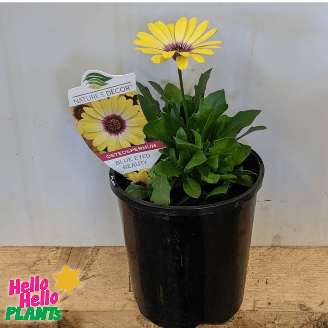 Osteospermum 'Blue Eyed Beauty' African Daisy 6" Pot