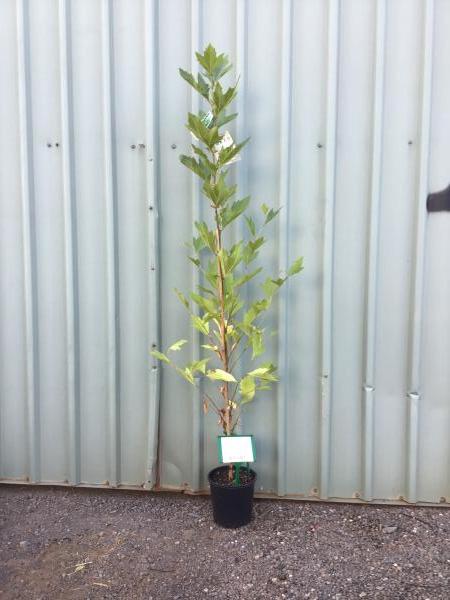The Platanus 'London Plane Tree' in an 8" pot features lush green leaves and stands on gravel against a corrugated metal wall.