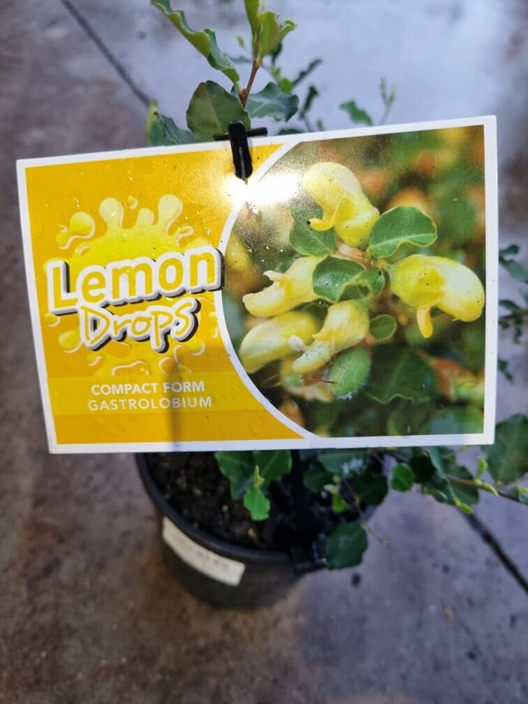 Gastrolobium 'Lemon Drops' 'Yellow Pea Flower'