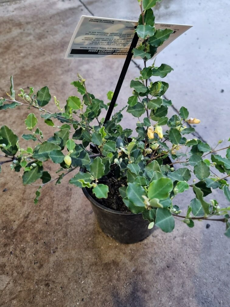 Gastrolobium 'Lemon Drops' 'Yellow Pea Flower'