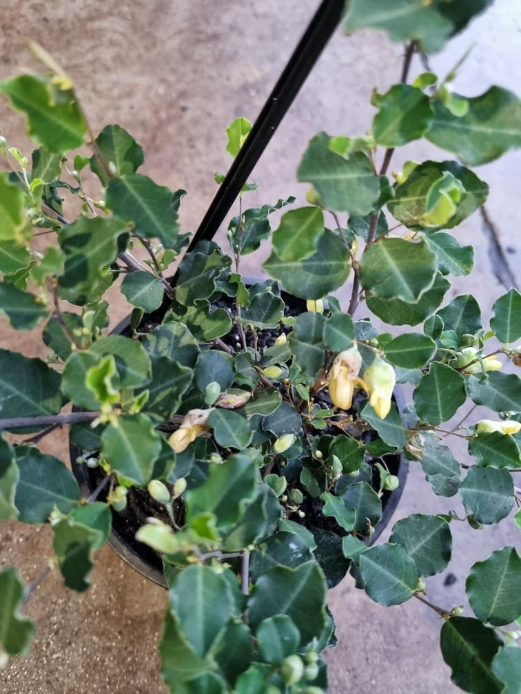 Gastrolobium 'Lemon Drops' 'Yellow Pea Flower'