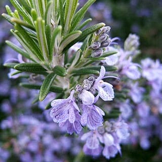 Close-up of Rosmarinus 'Benenden Blue' Rosemary 6" Pot with purple flowers.