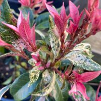 Zoomed image of the Trachelospermum 'Tricolour' Chinese Star Jasmine showcasing its pink and green variegated leaves with small branches.