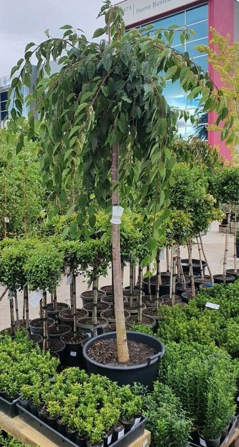 Prunus 'Falling Snow' Weeping Cherry 1.2m 12"/13" Pot