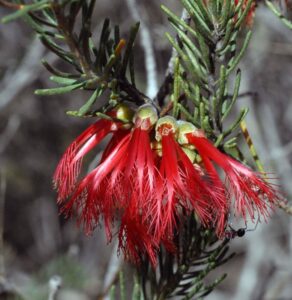 A close-up of Calothamnus 'Common Net Bush' 6" Pot reveals a red Grevillea flower with slender petals and needle-like leaves, featuring a small black ant on the stem, adding intrigue.