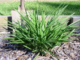 A dense green tuft of Dianella 'Streetscape™' Flax Lily in a 6" pot thrives in a garden bed surrounded by mulch and bordered by wooden planks.