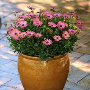 Perennials for Pots & Planters