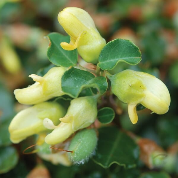 Close-up of the vibrant Gastrolobium 'Lemon Drops' 'Yellow Pea Flower' with glossy leaves, resembling snapdragon flowers, in a 6" pot.