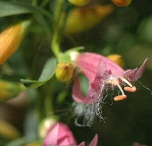 Sentence with product name: Close-up of a pink Eremophila 'Fairy Floss' flower with visible stamens and a cotton-like substance on its petals.