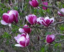 Magnolia 'Cameo' 10" Pot, elegantly blooming on branches with green leaves in the background, looks stunning.