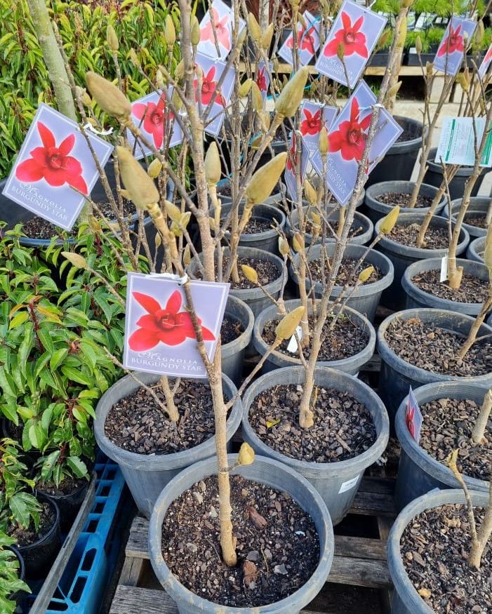 Magnolia 'Burgundy Star™' 13" Pot