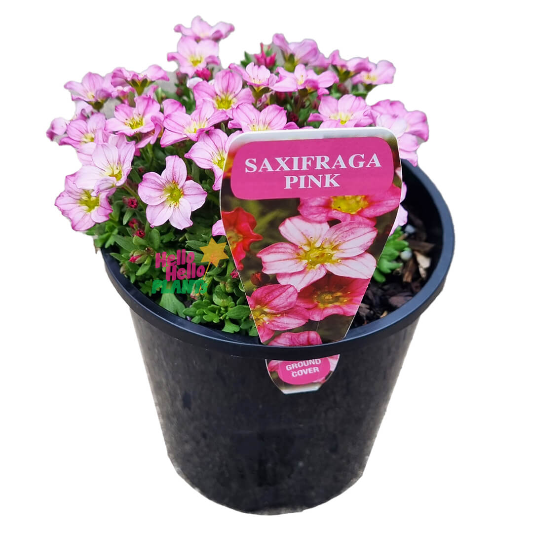 Saxifraga 'Pink' 6" Pot
