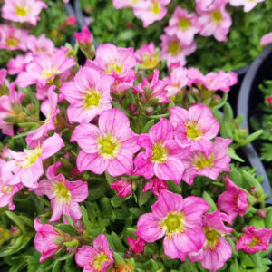 A close-up of Saxifraga 'Pink' flowers with yellow centers and green foliage in a 6" pot.