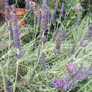 Lavender "Allardii"