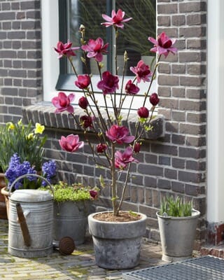 Potted Magnolia 'Genie' 13" Pot tree with deep pink blossoms next to a brick wall, accompanied by smaller potted plants and a metal watering can.