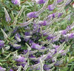 HEBE 'MRS WINDER', (SYN. HEBE 'WAIKIKI'), (AGM)