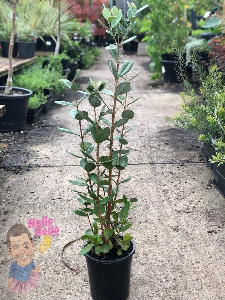 Pineapple Guava 7" Pot @ Hello Hello Plants