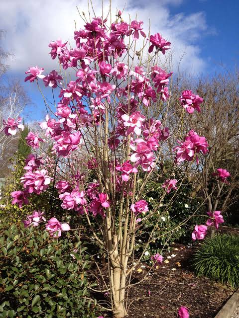 Sentence with Product Name: Tall Magnolia 'Vulcan' tree adorned with vibrant pink flowers under a blue sky with scattered clouds.