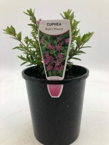 Cuphea 'Rob's Mauve' 6" Pot
