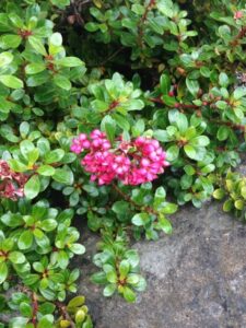 The Escallonia 'Newport Dwarf' in a 6" pot showcases small pink flowers against lush green leaves, adding a vibrant touch to any space with its striking contrast on the grey stone surface.