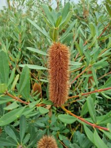 A Banksia 'Little Pal' with a brown cylindrical, spiky flower head and long green leaves thrives in an 8" pot.