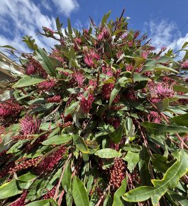 Grevillea 'Fanfare™'