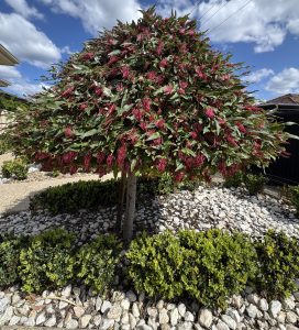 Grevillea 'Fanfare™' 16" Pot (Standard)