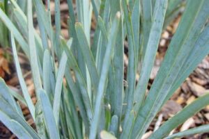 Close-up of the smooth, pointed leaves of Lomandra 'Blue Ridge™' in a 6" pot. The vibrant green contrasts against scattered brown leaves, echoing the natural beauty of Blue Ridge landscapes.