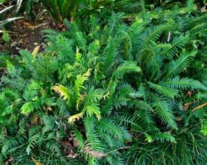 Prickly Rasp Fern