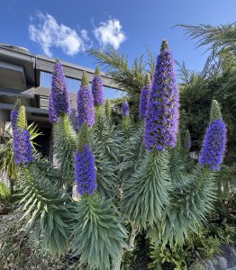 Echium 'Pride Of Madeira'